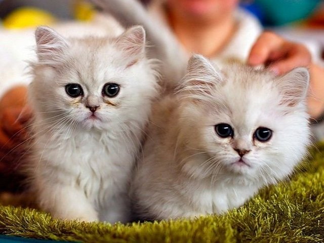 Породы кошек в Киселевске | ЗооТом портал о животных