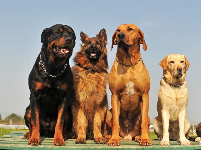 Крупные породы собак в Киселевске | ЗооТом портал о животных